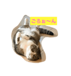 桜田家のねこ（個別スタンプ：14）