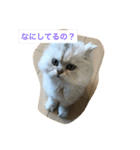 桜田家のねこ（個別スタンプ：15）
