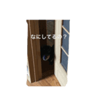 ミニチュアダックス。（個別スタンプ：5）
