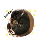 ミニチュアダックス。（個別スタンプ：6）