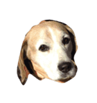 LOVEDOGS（個別スタンプ：1）
