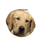 LOVEDOGS（個別スタンプ：2）