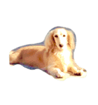 LOVEDOGS（個別スタンプ：3）