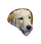 LOVEDOGS（個別スタンプ：4）