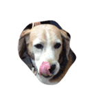 LOVEDOGS（個別スタンプ：5）