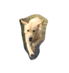 LOVEDOGS（個別スタンプ：6）