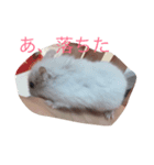 ハムの生活その1（個別スタンプ：2）