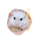 ハムの生活その1（個別スタンプ：4）