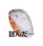 ハムの生活その1（個別スタンプ：8）