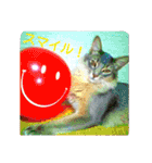 猫と鳥の smile life ！！（個別スタンプ：1）