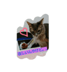 猫と鳥の smile life ！！（個別スタンプ：2）