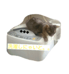 猫と鳥の smile life ！！（個別スタンプ：3）