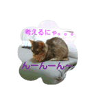 猫と鳥の smile life ！！（個別スタンプ：4）