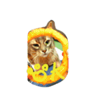 猫と鳥の smile life ！！（個別スタンプ：5）