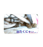 猫と鳥の smile life ！！（個別スタンプ：7）
