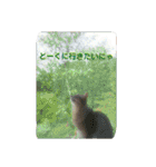 猫と鳥の smile life ！！（個別スタンプ：8）