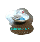 猫と鳥の smile life ！！（個別スタンプ：9）