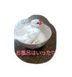 猫と鳥の smile life ！！（個別スタンプ：10）