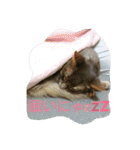 猫と鳥の smile life ！！（個別スタンプ：11）