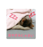 猫と鳥の smile life ！！（個別スタンプ：12）