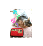 猫と鳥の smile life ！！（個別スタンプ：13）
