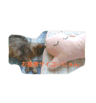 猫と鳥の smile life ！！（個別スタンプ：15）