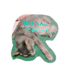 猫と鳥の smile life ！！（個別スタンプ：16）