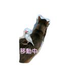 猫と鳥の smile life ！！（個別スタンプ：17）