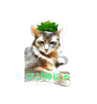 猫と鳥の smile life ！！（個別スタンプ：20）