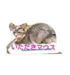 猫と鳥の smile life ！！（個別スタンプ：22）