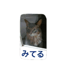 猫と鳥の smile life ！！（個別スタンプ：24）