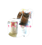 猫と鳥の smile life ！！（個別スタンプ：29）
