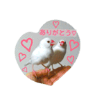 猫と鳥の smile life ！！（個別スタンプ：30）