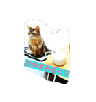 猫と鳥の smile life ！！（個別スタンプ：33）