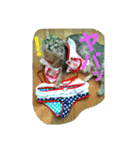 猫と鳥の smile life ！！（個別スタンプ：36）