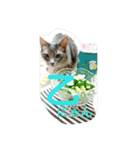 猫と鳥の smile life ！！（個別スタンプ：37）