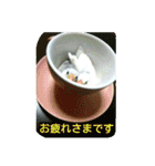 猫と鳥の smile life ！！（個別スタンプ：38）