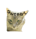 猫と鳥の smile life ！！（個別スタンプ：40）