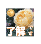 薔薇の花♡GC_挨拶メッセージ（個別スタンプ：1）