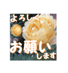 薔薇の花♡GC_挨拶メッセージ（個別スタンプ：2）