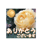薔薇の花♡GC_挨拶メッセージ（個別スタンプ：3）