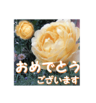 薔薇の花♡GC_挨拶メッセージ（個別スタンプ：8）