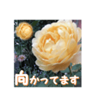 薔薇の花♡GC_挨拶メッセージ（個別スタンプ：12）
