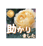 薔薇の花♡GC_挨拶メッセージ（個別スタンプ：16）