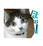 面白使えるはなちゃん40（個別スタンプ：3）