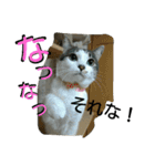 面白使えるはなちゃん40（個別スタンプ：5）