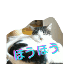面白使えるはなちゃん40（個別スタンプ：6）