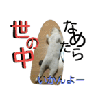 面白使えるはなちゃん40（個別スタンプ：7）