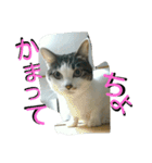 面白使えるはなちゃん40（個別スタンプ：9）