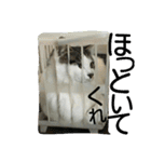 面白使えるはなちゃん40（個別スタンプ：12）